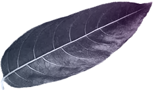 Leaf decoration